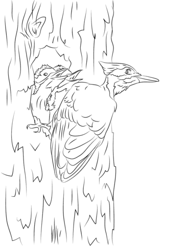 Pileated Woodpecker And Chicks  Coloring Page